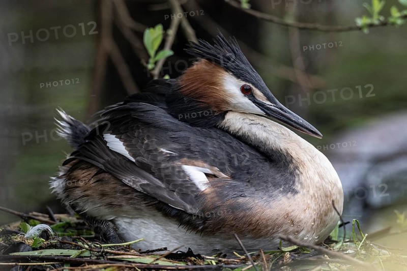 Great Crested Grebe (Podiceps cristatus) m, Emsland, Lower Saxony, Germany