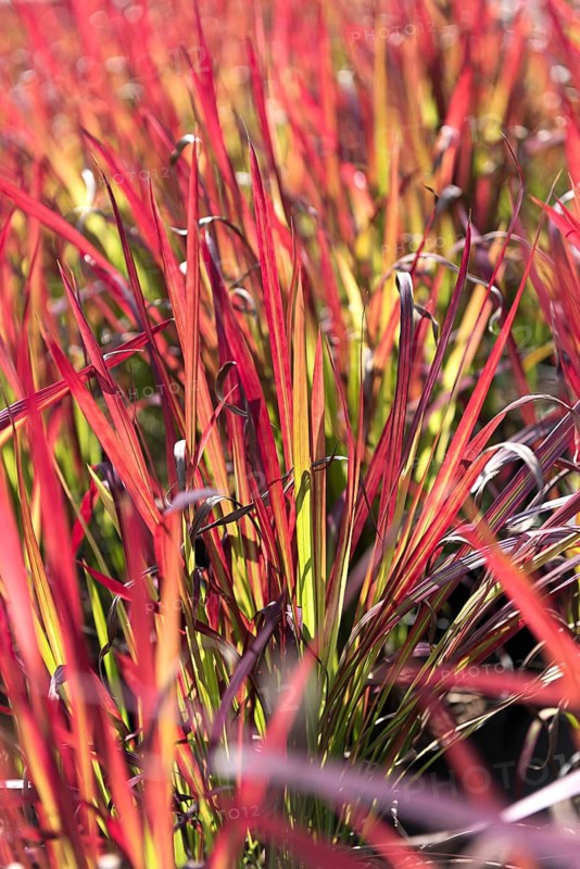 Blood grass (Imperata cylindrica 'Red Baron'),  Germany