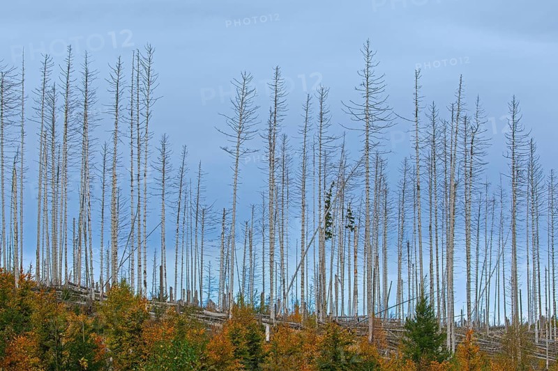 Dead spruce trees, destruction in forest caused by European spruce bark beetle (Ips typographus) infestation in Harz Mountains, Saxony-Anhalt, Germany