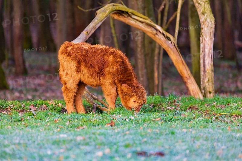 One Highland calf (Bos (primigenius) taurus) grazes at a forest edge