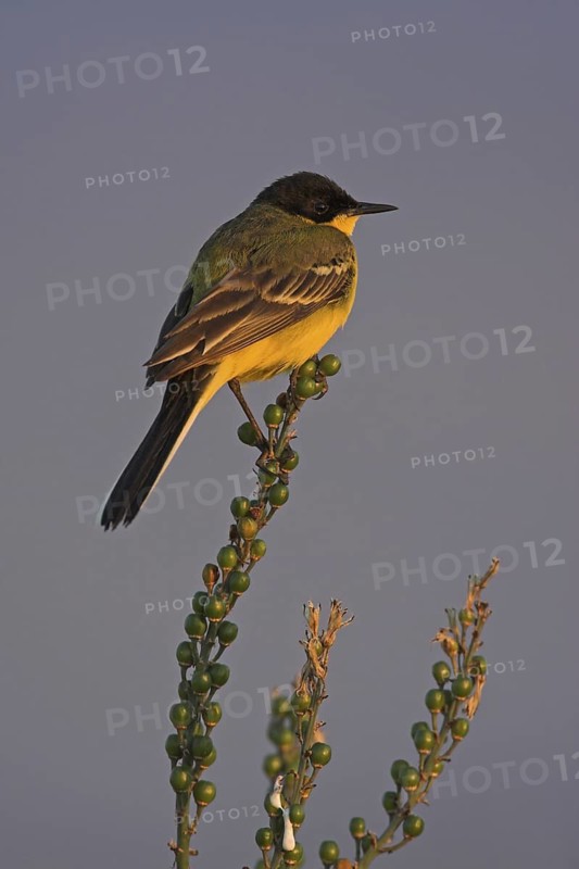 Western Yellow Wagtail (Motacilla flava feldegg), Lesvos, Greece