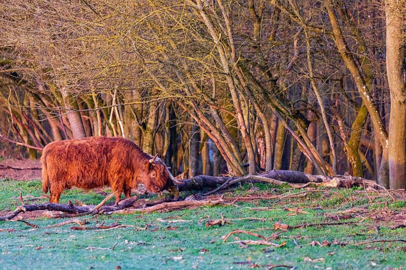 One Highland cow (Bos (primigenius) taurus) stands at a forest edge
