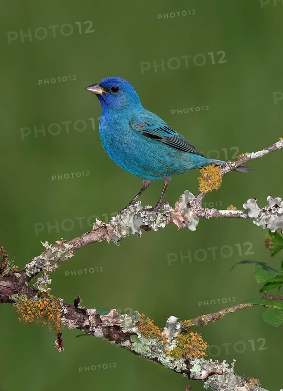 Indigo Bunting (Passerina cyanea) male perched on lichen branch, Texas, USA