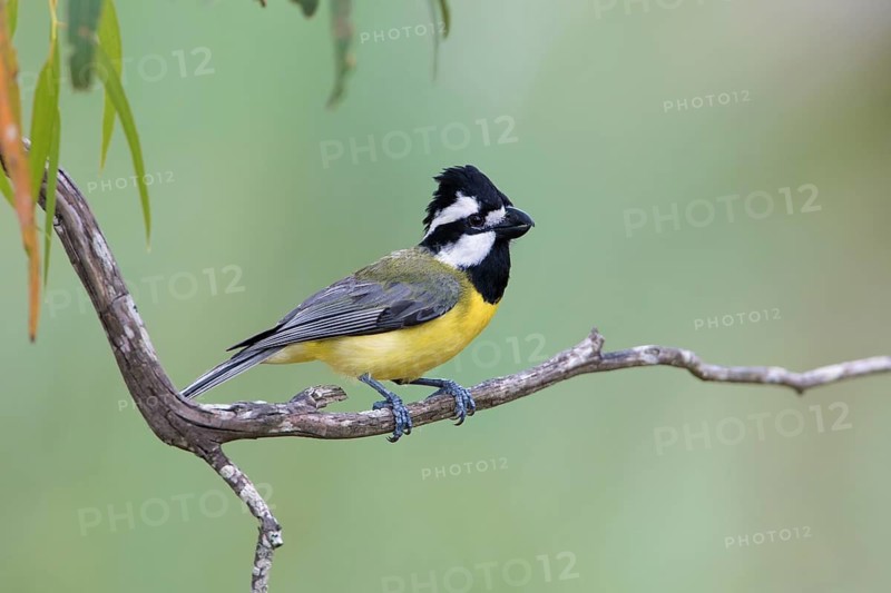 Crested Shriketit (Falcunculus frontatus) male, Victoria, Australia