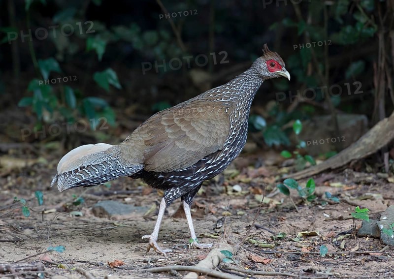 Kalij Pheasant (Lophura leucomelanos) female, Kaeng Krachan, Thailand