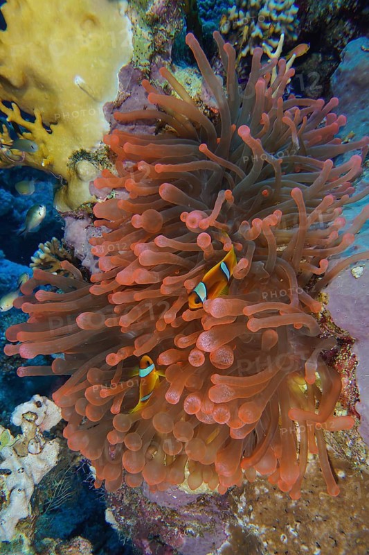 Bubble anemone (Entacmaea quadricolor)
