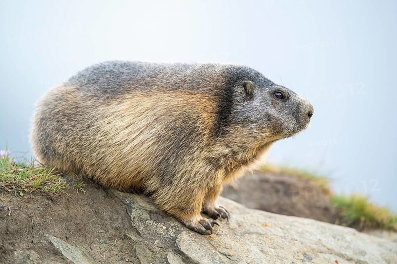 Alpine marmot (Marmota marmota) in autumn, Grossglockner, High Tauern National Park, Austria