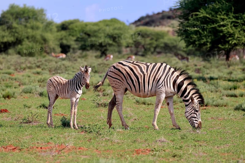 Burchell's zebra (Equus quagga burchelli), Burchell's zebra, adult, female, mother, young animal, foraging, Mokala National Park, Northern Cape, South Africa, Africa, Germany