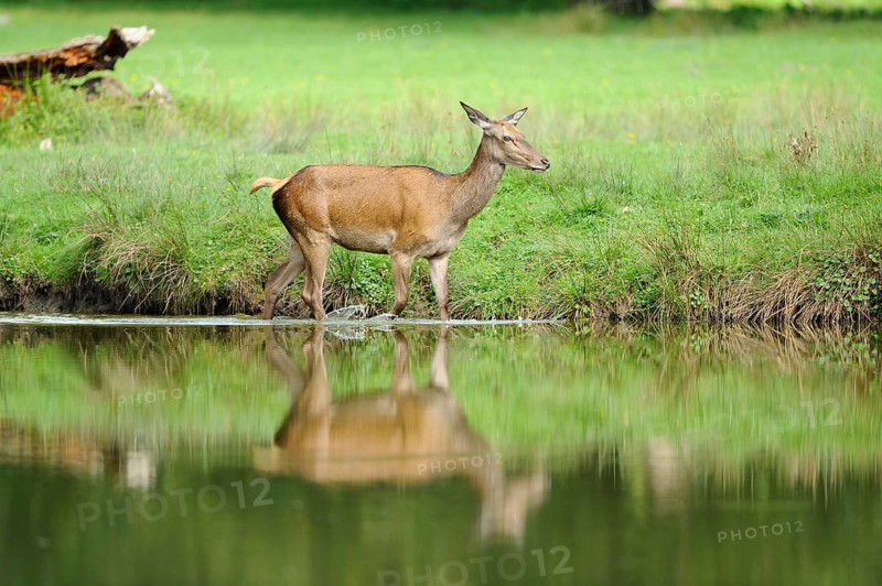 Red deer (Cervus elaphus) standing sideways in the water and looking to the side, Bavaria