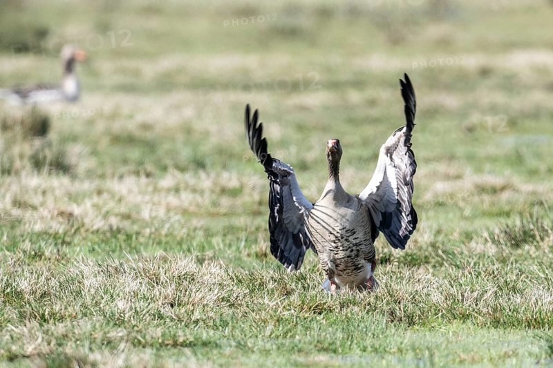 Greylag goose (Anser anser), landingLower Saxony, Germany