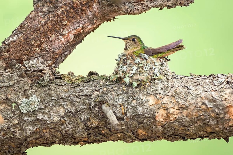 Broad-tailed Hummingbird (Selasphorus platycercus) female on the nest, Colorado, USA