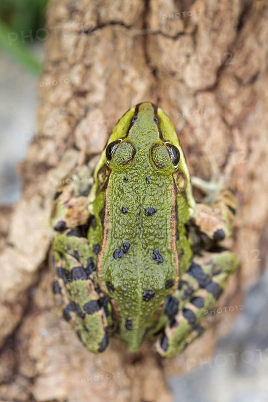 Water frog, (Pelophylax spec), green frog, frogs, family of the true frogs, Wormser Ried, district of Worms, Rhineland-Palatinate, Federal Republic of Germany
