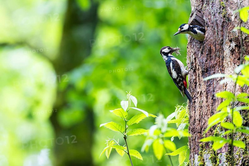 Great spotted woodpecker (Dendrocopos major), male shortly in front of departure from breeding den, female waiting with insects in her beak, Bad Homburg, Hesse, Germany