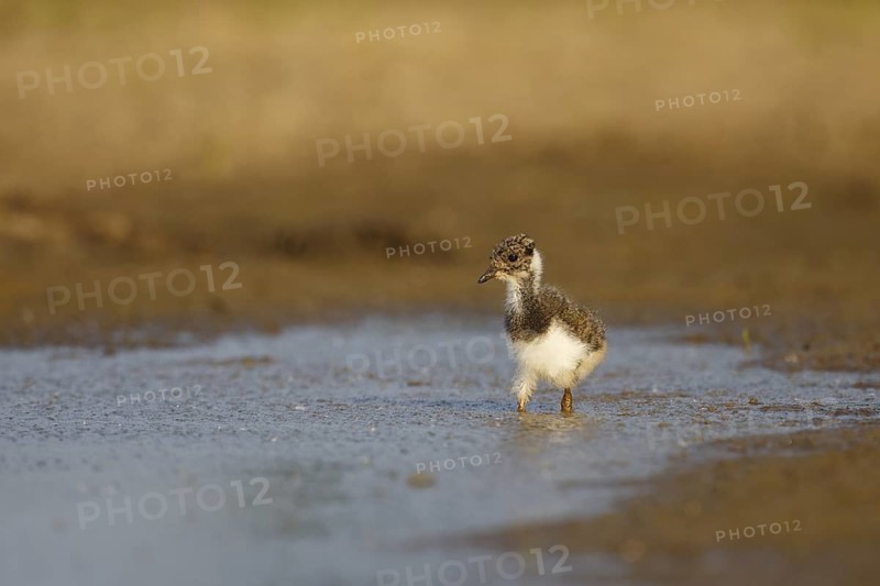 Northern Lapwing (Vanellus vanellus) juvenile, North Rhine-Westphalia, Germany