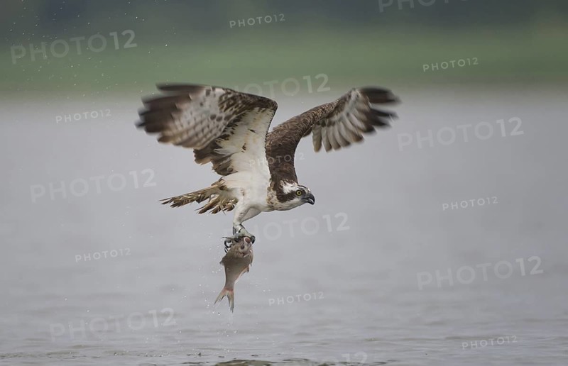 Western Osprey (Pandion haliaetus) flying, Mecklenburg-Western Pomerania, Germany