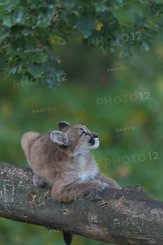 One cougar kitten, Puma concolor, resting in a tree with some green vegetation in the background