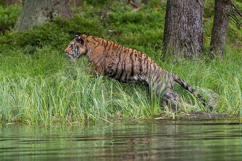 One young female Siberian Tiger, Panthera tigris altaica, running thru reed grass ashore a pond hunting for birds