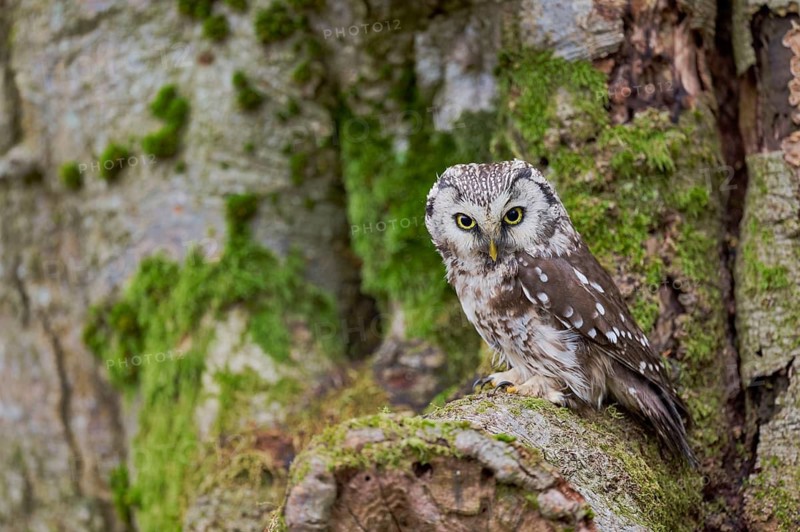 Great Horned Owl (Aegolius funereus) Bavaria, Germany