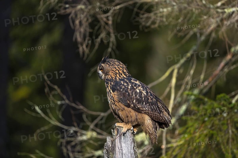 One Eurasian Eagle Owl, Bubo bubo, sitting on grey tree stump, a dark forest in the background. Early morning light