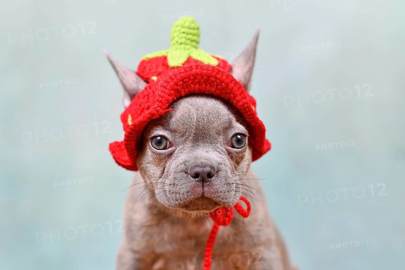 Funny Lilac Brindle French Bulldog dog puppy with knitted strawberry hat on light blue background