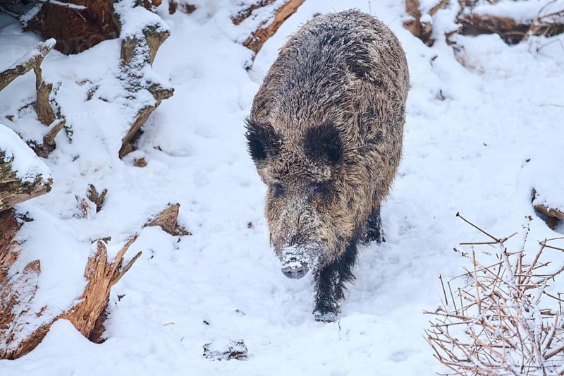 Wild boar (Sus scrofa) in a forest in winter, snow, Bavaria, Germany