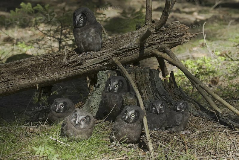Boreal Owl (Aegolius funereus) juvenile, Saxony, Germany