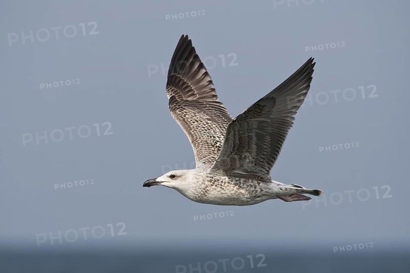 Great Black-backed Gull (Larus marinus) juvenile flying, North Sea, Germany