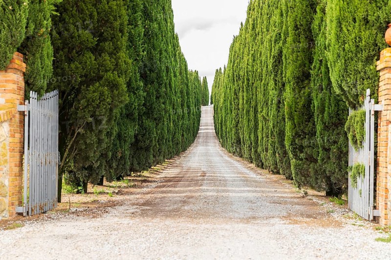 Cypress avenue at the entrance to Fattoria La Torre near San Gimignano, Province of Siena, Tuscany, Italy