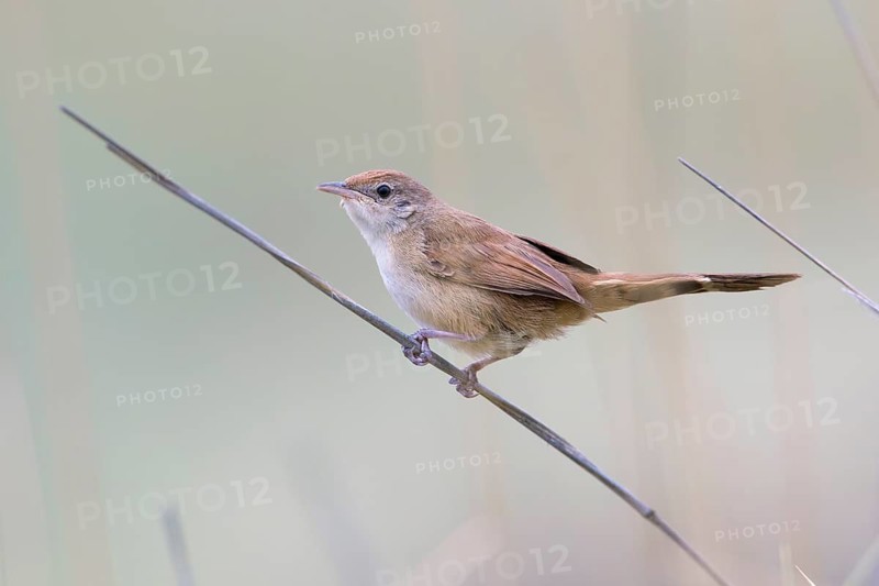 Spinifexbird (Megalurus carteri) perched on a stalk, Queensland, Australia