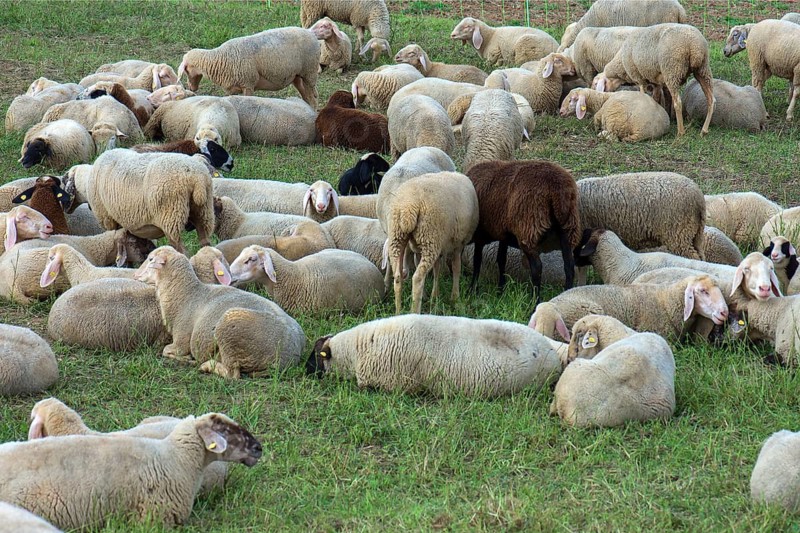 Resting sheep (Ovis) on the pasture, Middle Franconia, Bavaria, Germany