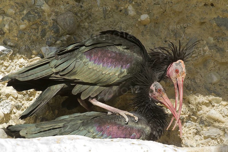 Northern Bald Ibis (Geronticus eremita) pair mating, Tyrol, Austria