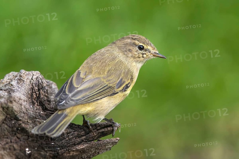 Common Chiffchaff (Phylloscopus collybita), Mecklenburg-Western Pomerania, Germany