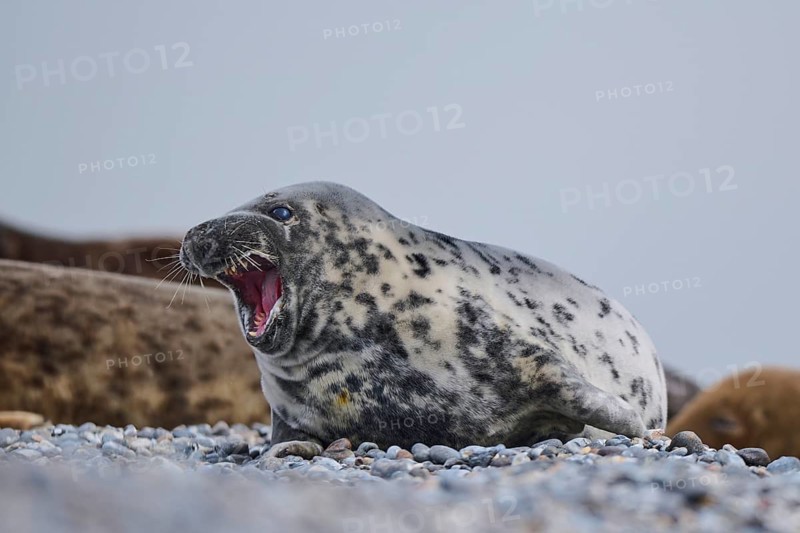 Grey seal (Halichoerus grypus) on the beach, Düne, Helgoland, Schleswig-Holstein, Germany