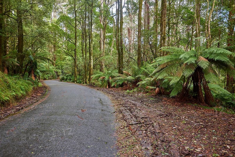 Nature landscape of a road through the forest in the Great Otway National Park in spring, Australia