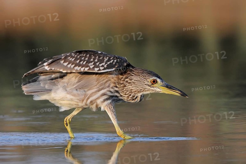 Black-crowned Night Heron (Nycticorax nycticorax) juvenile, Nahsholim, Israel
