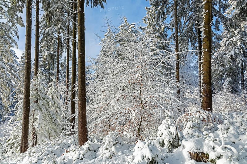 Snowy trees, tree trunks, forest, snow, winter, Sieversen, Samtgemeinde Rosengarten, Lower Saxony, Germany