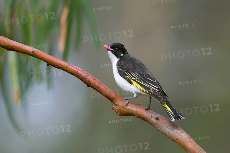 Painted Honeyeater (Grantiella picta), Victoria, Australia
