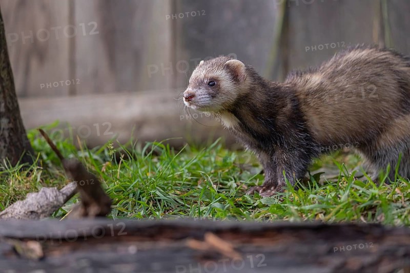 One male ferret (Mustela putorius furo) walking on grass along a wooden fence