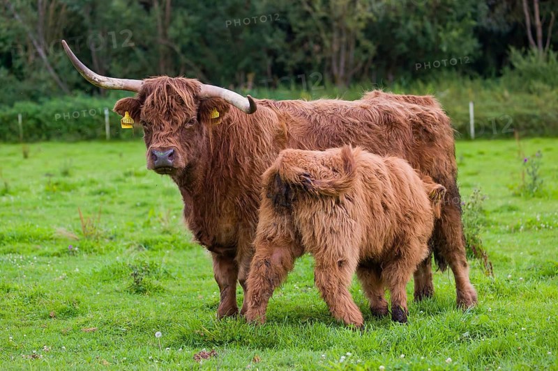 One Highland cow (Bos primigenius taurus) suckling her calf