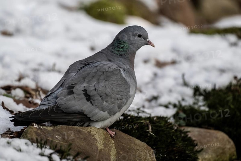 Stock Dove (Columba oenas), Emsland, Lower Saxony, Germany