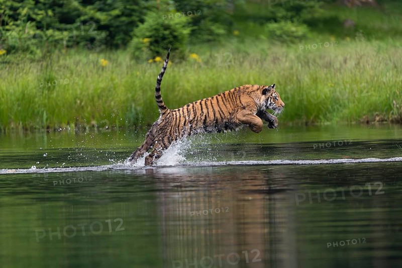 One young female Siberian Tiger, Panthera tigris altaica, running thru the shallow water of a pond with reed grass in the background