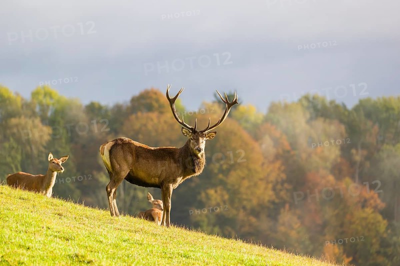 A red deer stag (Cervus elaphus) and two hinds are standing in a meadow in hilly terrain. A forest with autumn leaves can be seen in the background. Wisps of mist drift over the forest