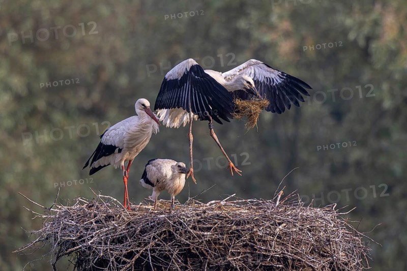 White Stork (Ciconia ciconia) adult with juveniles in nest, Netherlands