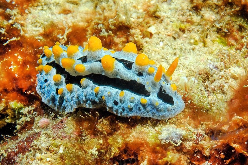 Sky blue wart slug (Phyllidia coelestis) with yellow pustules and right front outstretched antennae, Pacific Ocean