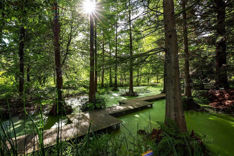 Bochum, North Rhine-Westphalia, Germany - Swamp cypresses in the tertiary pond, Botanical Garden of the Ruhr-Universität Bochum. As part of the Ruhr University Bochum, the botanical garden is primarily used for research and teaching, but also for education and public recreation