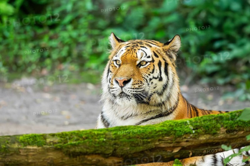 Siberian tiger (Panthera tigris altaica), lying lying behind an old wood, captive, Germany