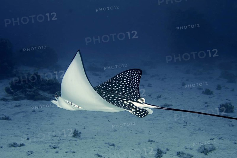 Spotted eagle ray (Aetobatus ocellatus)
