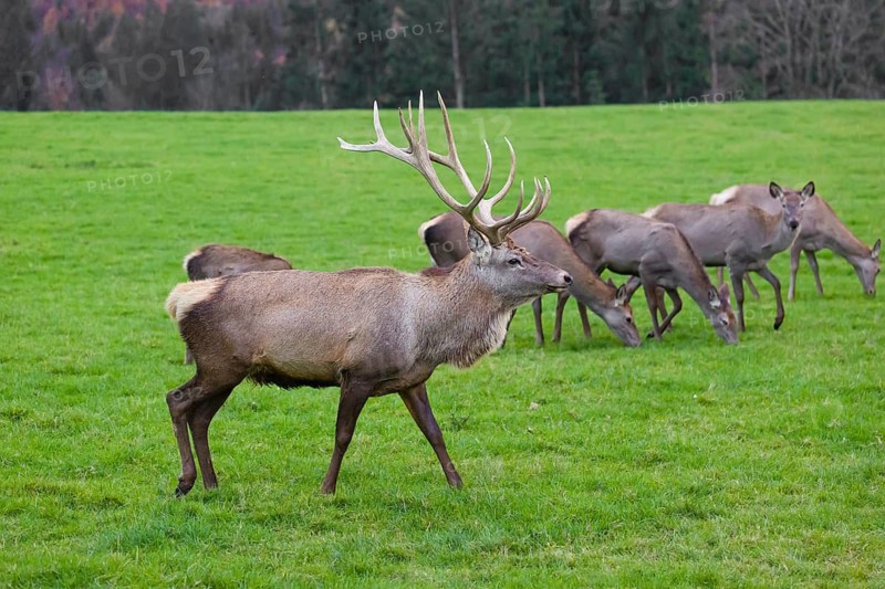 An Altai maral stag, Altai wapiti or Altai elk (Cervus canadensis sibiricus) walks across a green meadow