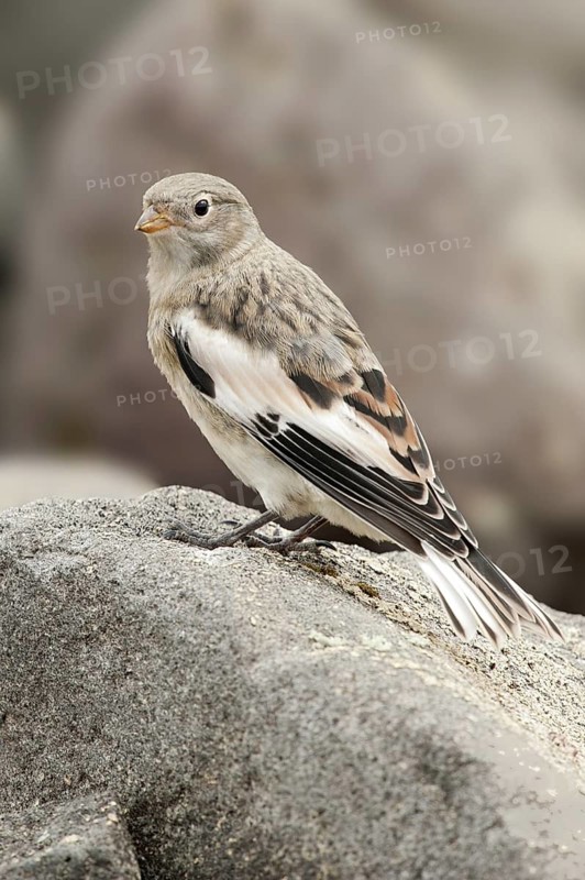 Snow Bunting (Plectrophenax nivalis) female, Alaska, USA