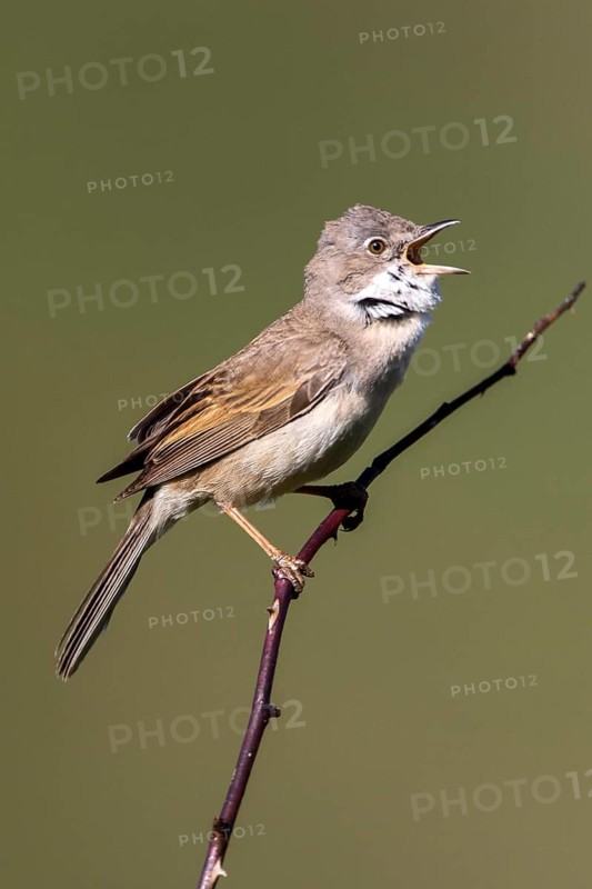 Common Whitethroat (Sylvia communis) male singing, perched on a branch, Madrid, Spain